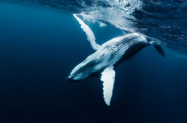 Historic UN Treaty on High Seas