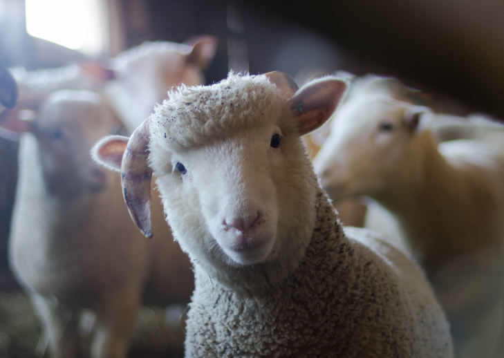 To Really Stop Ecocide, We Need to Stop Zoocide